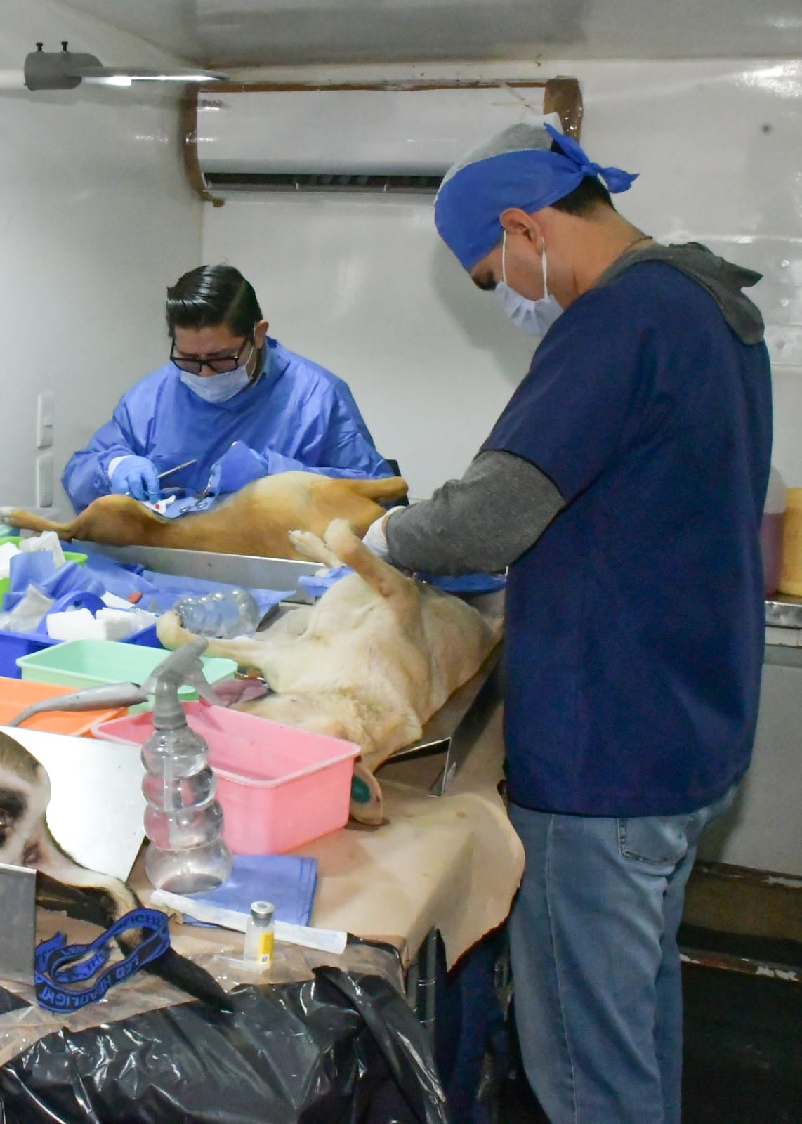 Ayuntamiento ofrece deanera geatuito esterilizaci&oacute;n y desparasitaci&oacute;n  para perros y gatos