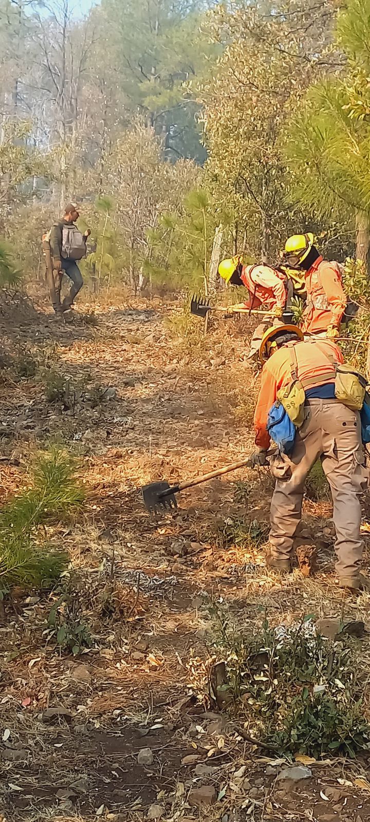 Avanza control de incendio forestal en Nacori Chico