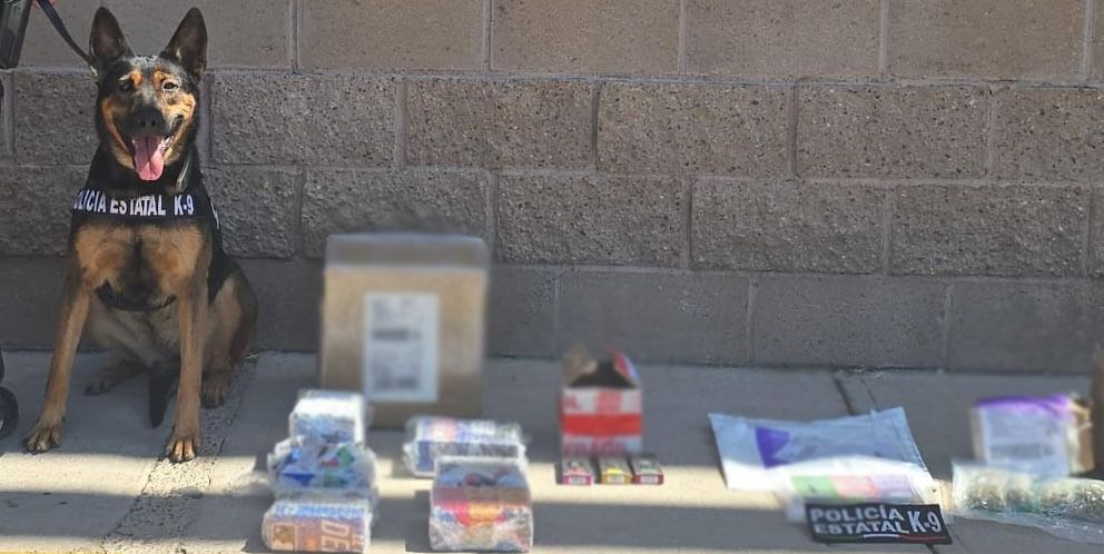 Incautan binomios K-9 de la Polic&iacute;a Estatal narc&oacute;tico en operativo por Hermosillo Hermosillo 